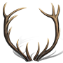 Stag Horn