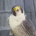 栖霞孤鹜